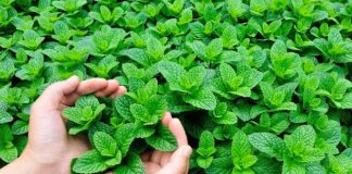 benefits of mint